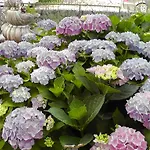 Lavanda 3 Διαμέρισμα *