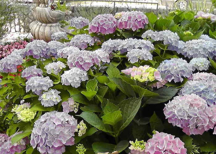 Lavanda 3 דירה *